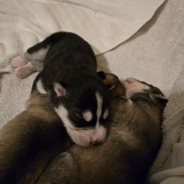 Girl 4 SOLD - Black and white female Siberian Husky puppy in Canton, Georgia from Mayhemhuskies