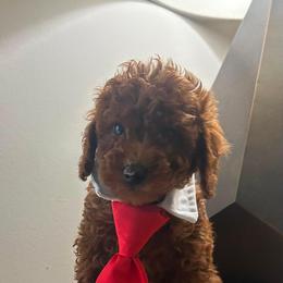 Levy - Red  male Poodle puppy in Germantown, Maryland from Honey Blossom Doodles