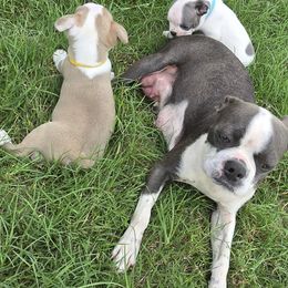 Murphy - Boston Terrier