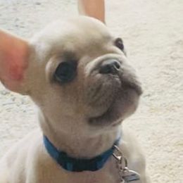 French Bulldogs from Chesapeake Frenchies