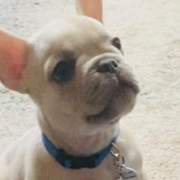 French Bulldogs from Chesapeake Frenchies