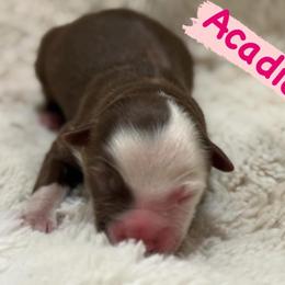 Acadia - Red tri female Miniature Australian Shepherd puppy in South Central, Pennsylvania from Windy Hills Mini Aussies & Doodles