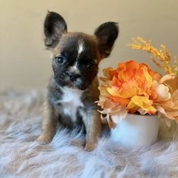 French Bulldog Puppies from Shining K Ranch