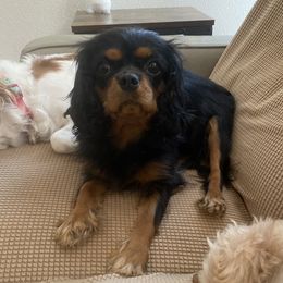 Fiona - Cavalier King Charles Spaniel