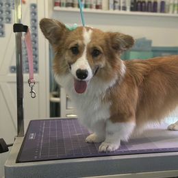 Sage - Pembroke Welsh Corgi