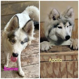 Siberian Husky puppies from Powells Huskies