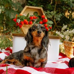 Storm - Dachshund