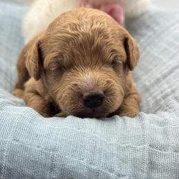 Logan - Red  male Goldendoodle puppy in Loveland, Colorado from Littledoodles2love