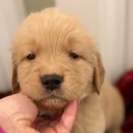 Buck - Dark golden male Golden Retriever puppy in Seville, Ohio from Retriever Ranch