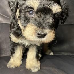 Miniature Schnauzer Puppies from Tamed by Emmy (Emariella’s Miniature Schnauzers)