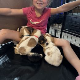 Basset Hound Puppies from Breeze Basset Hounds