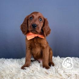 Carmel - Red male Companion Cross puppy in Utah County, Utah from Big Hearted Breeders