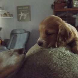 Dachshund Puppies from Molly Dolly's Miniature Dachshunds