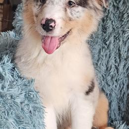 Owl - Blue merle Australian Shepherd puppy in Albany, Oregon from Red Cloud Australian Shepherds and DeGray Great Danes & Bulldogs