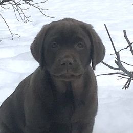 Labrador Retriever Puppies from Jody Parisi's Dunluce Labrador Retrievers