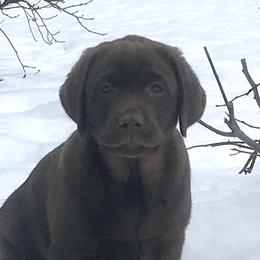 Labrador Retriever Puppies from Jody Parisi's Dunluce Labrador Retrievers