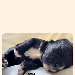 Cavapoo All Grown Up from Carolina Canines