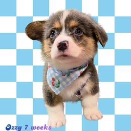 Burrito - Gray and white male American Corgi puppy in Mansfield, Ohio from Moonrise corgis