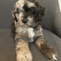 Aussiedoodle and Miniature Australian Shepherd Puppies from Dazy Mayze Mini Aussies and Aussiedoodles