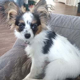 Papillons from Hubbards Papillion Paradise