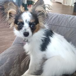 Papillons from Hubbards Papillion Paradise
