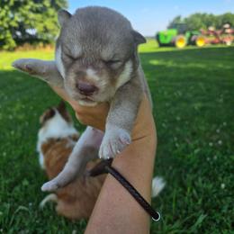 Ruby - Red and white female Siberian Husky puppy in Bingham, Illinois from Siberian Instincts Kennel