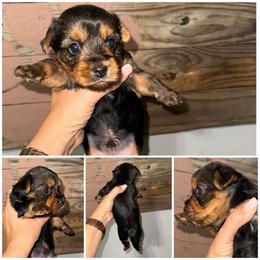 Mickey - Black and gold male Morkie puppy in Cleveland, Tennessee from Moody’s Morkies and More