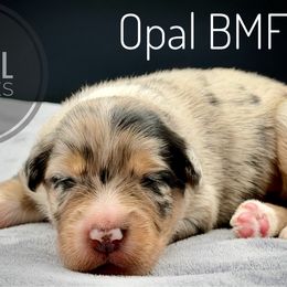 Opal - Blue merle female Australian Shepherd puppy in Petersburg, Indiana from Royal Aussie’s