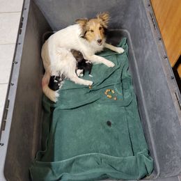 Bella - Sable and white female Shetland Sheepdog puppy in Kaycee, Wyoming from Heavenly Shelties