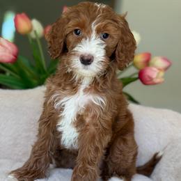 Malibu - Red  female Goldendoodle puppy in Yuciapa, California from AlltheDoodlez_