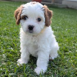 Yellow 'Sunny' - Blenheim female Cavapoo puppy in Newport, North Carolina from Crystal Coast Cavapoodles