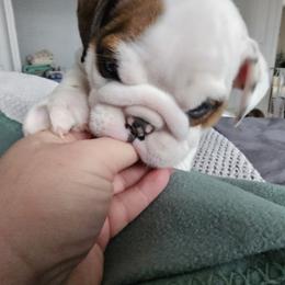 Bulldog Puppies from Magill's Bulldogs