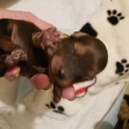Dachshund Puppies from Hyder's Dachshunds