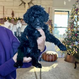 Mabel - Black female Bernedoodle puppy in Yuba City, California from Ranch House Doodles