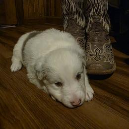 Border Collie puppies from Broken Spur Farm