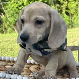 Dachshund Puppies from Victoria’s Dachshunds