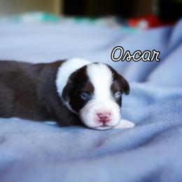 Oscar - Red tri-color male Miniature American Shepherd puppy in Battle Ground, Washington from Casita Miniature American Shepherds