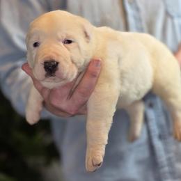 Central Asian Shepherd Dog and Skye Terrier Puppies from A Plus A