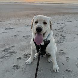 Labrador Retriever All Grown Up from Black Bell Labrador Retrievers