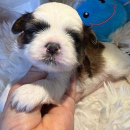 AKC - Meatball Champion Bloodline - Gold and white male Shih Tzu puppy in Long Beach, California from Prieto Shih-Tzu's