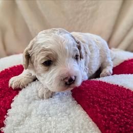 Peppermint - Blenheim female Cavapoo puppy in Casa Grande, Arizona from Curls and Camo Pups