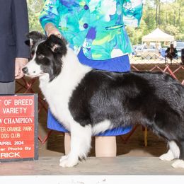 Shelby - Border Collie
