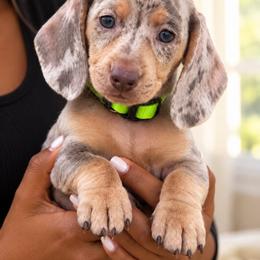 Mclaren - Dapple male Dachshund puppy in Boston, Massachusetts from London’s puppies