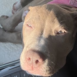 Girl-Purple - American Bully puppy in Conroe, Texas from Titanium Kilo Kennels
