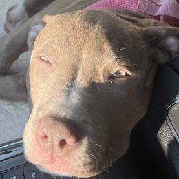 Girl-Purple - American Bully puppy in Conroe, Texas from Titanium Kilo Kennels