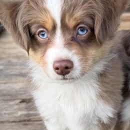 Linus: Peanuts litter - Red tri male Toy Australian Shepherd puppy in Tremont, Tennessee from 2 Blue Toy Aussies