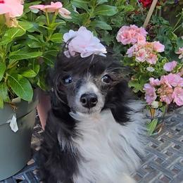 Holly Long Star Angel - Black and white female Chinese Crested puppy in Amarillo, Texas from Victoria's Chinese Cresteds Long Star Angels