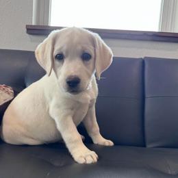 Purple Female - Yellow female Labrador Retriever puppy in Nevada, Missouri from CKB Labradors