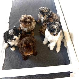 Australian Mountain Doodle, Bernedoodle, and Goldendoodle Puppies from Wynterwood Doodles