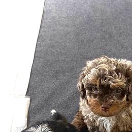 Australian Mountain Doodle, Bernedoodle, and Goldendoodle Puppies from Wynterwood Doodles